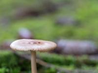 Langstieliger kleiner Tellerpilz neben Fichtenzapfen im Moos